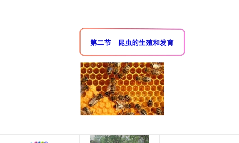 八年级生物下册 7.1.2昆虫的生殖和发育课件3 （新版）新人教版-（新版）新人教版初中八年级下册生物课件