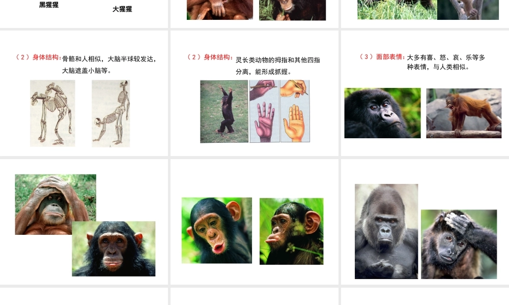 八年级生物下册 第21章 第3节 人类的起源与进化课件3 北师大版