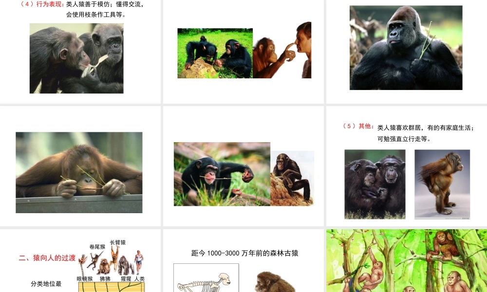 八年级生物下册 第21章 第3节 人类的起源与进化课件3 北师大版