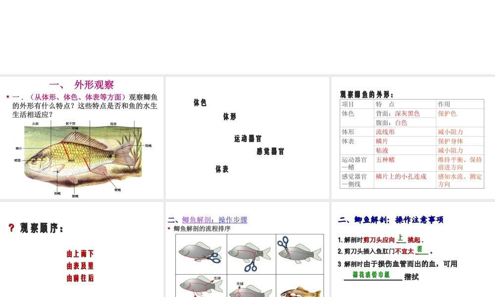 八年级生物下册 第4章 生物的类群 4.2 动物—观察和解剖鲫鱼（实验）课件 沪教版-沪教版初中八年级下册生物课件