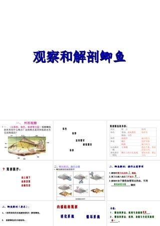 八年级生物下册 第4章 生物的类群 4.2 动物—观察和解剖鲫鱼（实验）课件 沪教版-沪教版初中八年级下册生物课件