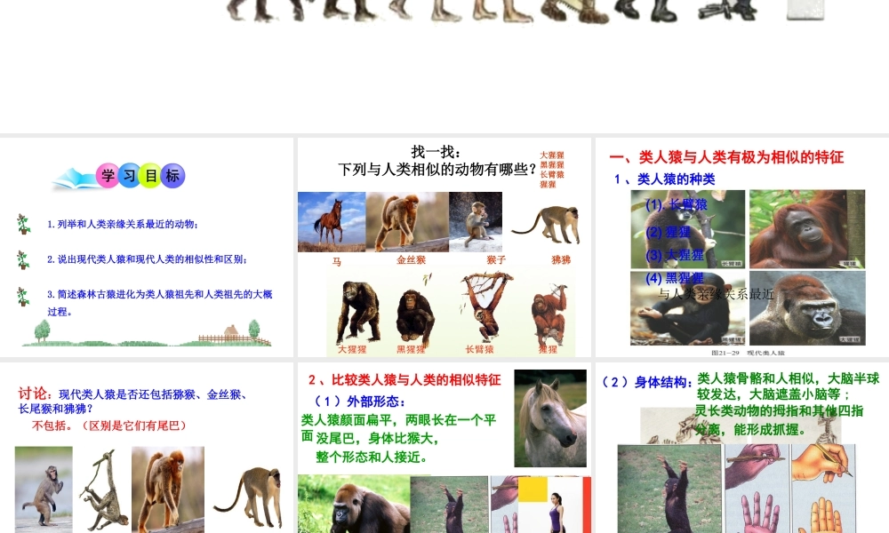 八年级生物下册 第21章 第3节 人类的起源与进化课件1 北师大版