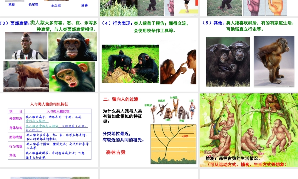 八年级生物下册 第21章 第3节 人类的起源与进化课件1 北师大版