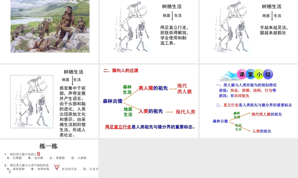 八年级生物下册 第21章 第3节 人类的起源与进化课件1 北师大版