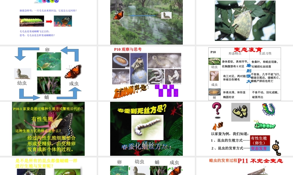 八年级生物下册 7.1.2昆虫的生殖和发育课件3 （新版）新人教版-（新版）新人教级下册生物课件