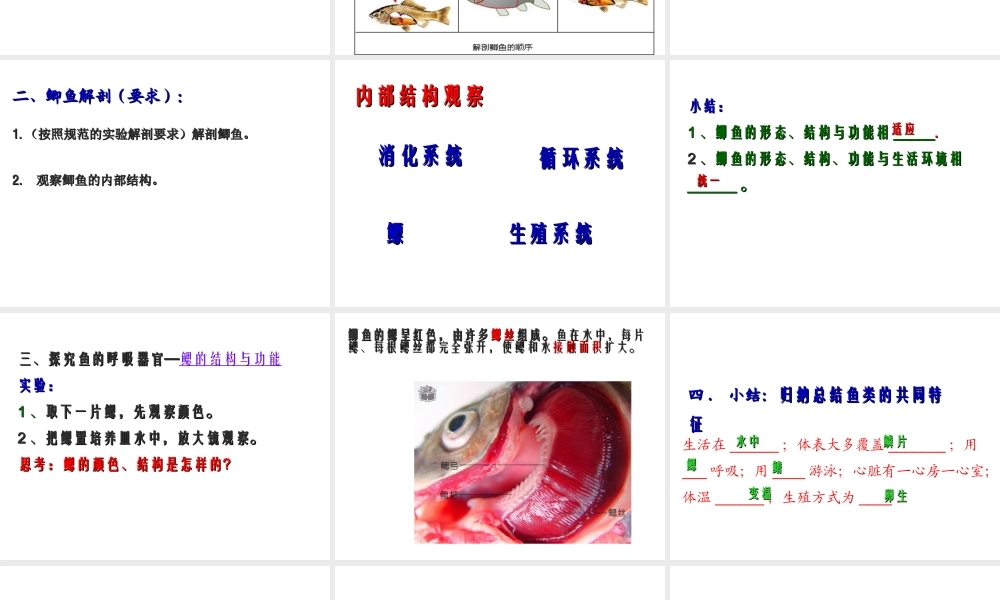 八年级生物下册 第4章 生物的类群 4.2 动物-观察和解剖鲫鱼（实验）课件 沪教版-沪教级下册生物课件