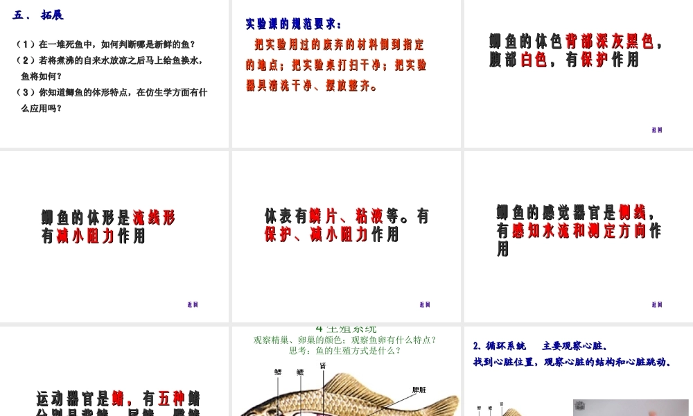 八年级生物下册 第4章 生物的类群 4.2 动物-观察和解剖鲫鱼（实验）课件 沪教版-沪教级下册生物课件