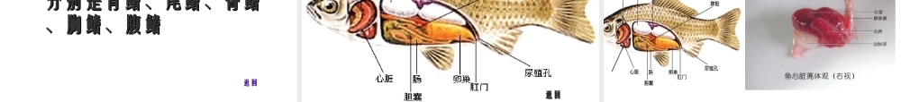 八年级生物下册 第4章 生物的类群 4.2 动物-观察和解剖鲫鱼（实验）课件 沪教版-沪教级下册生物课件