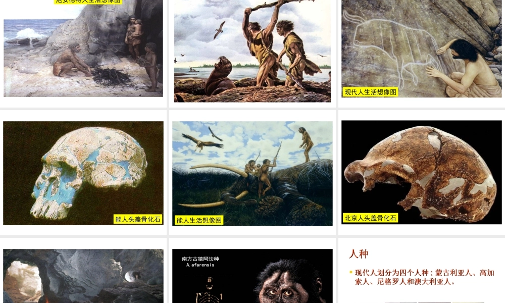 八年级生物下册 第21章 第3节 人类的起源与进化课件3 北师大版-北师大级下册生物课件