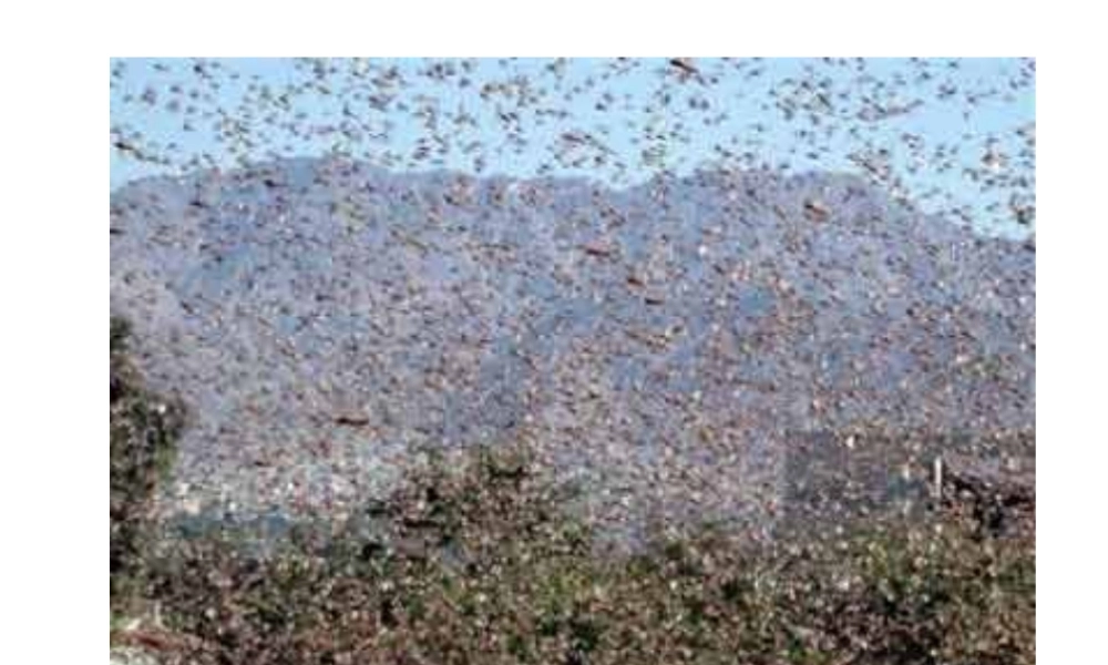 八年级生物下册 第4章 生物的类群 4.2 动物—观察和解剖一种常见无脊椎动物（实验）课件 沪教版-沪教版初中八年级下册生物课件