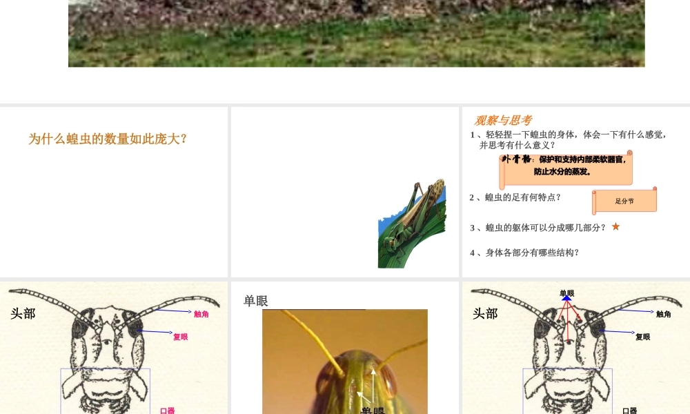 八年级生物下册 第4章 生物的类群 4.2 动物—观察和解剖一种常见无脊椎动物（实验）课件 沪教版-沪教版初中八年级下册生物课件