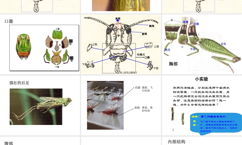 八年级生物下册 第4章 生物的类群 4.2 动物—观察和解剖一种常见无脊椎动物（实验）课件 沪教版-沪教版初中八年级下册生物课件