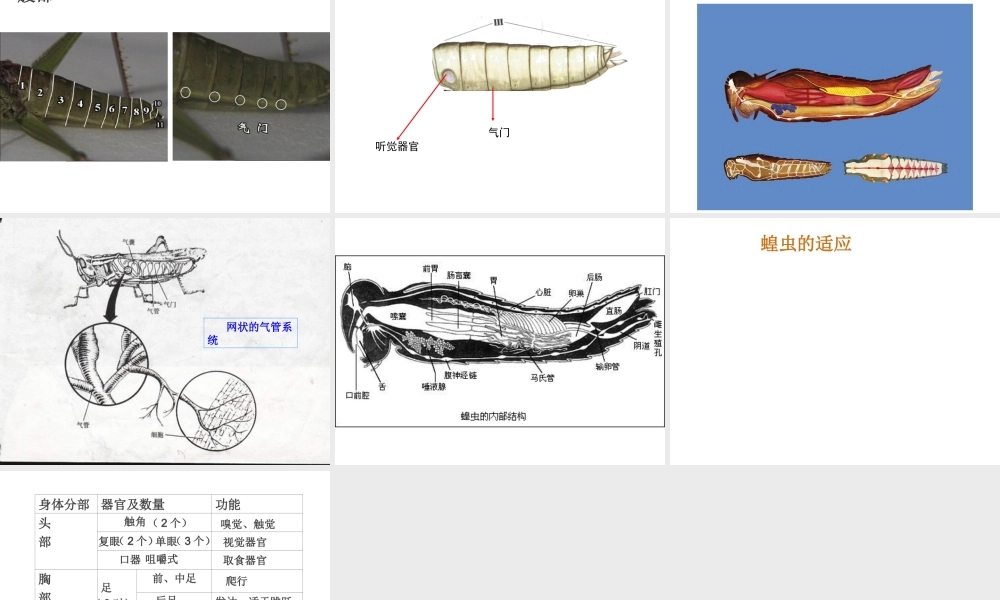 八年级生物下册 第4章 生物的类群 4.2 动物—观察和解剖一种常见无脊椎动物（实验）课件 沪教版-沪教版初中八年级下册生物课件