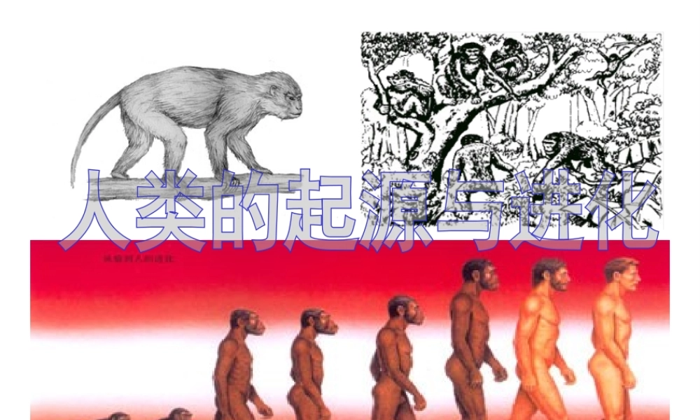 八年级生物下册 第21章 第3节 人类的起源与进化课件4 北师大版-北师大版初中八年级下册生物课件