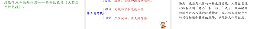 八年级生物下册 第八单元 第一章 传染病及免疫复习课件 （新版）新人教版-（新版）新人教版初中八年级下册生物课件