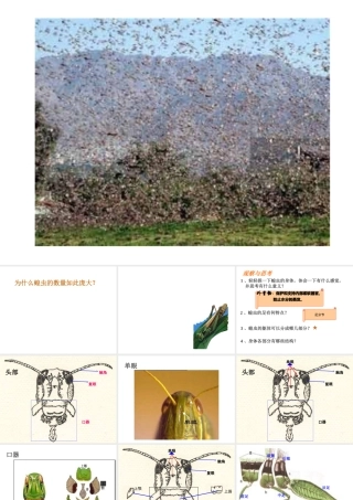 八年级生物下册 第4章 生物的类群 4.2 动物-观察和解剖一种常见无脊椎动物（实验）课件 沪教版-沪教级下册生物课件