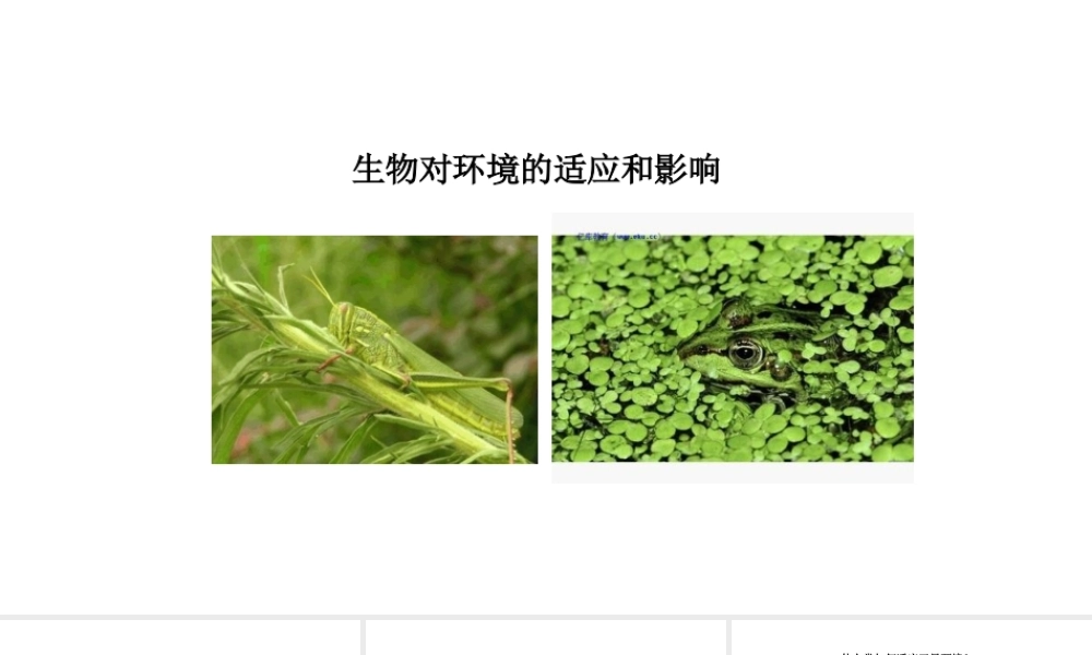 八年级生物下册 7.1.2生物对环境的适应和影响教学课件 （新版）冀教版-（新版）冀教版初中八年级下册生物课件