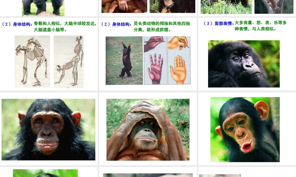 八年级生物下册 第21章 第3节 人类的起源与进化课件2 北师大版