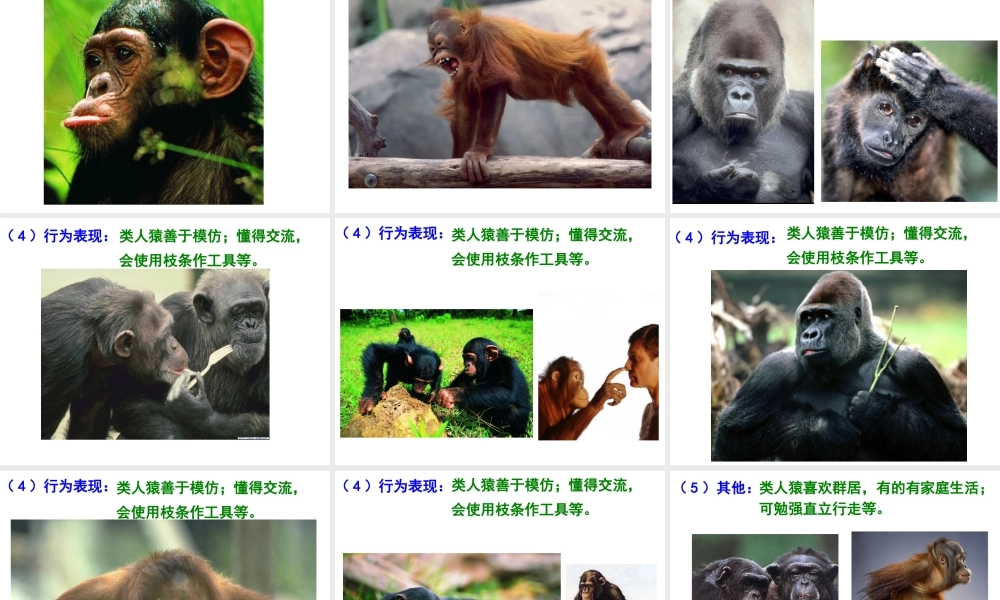 八年级生物下册 第21章 第3节 人类的起源与进化课件2 北师大版