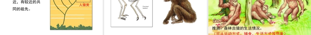 八年级生物下册 第21章 第3节《人类的起源与进化》课件 北师大版