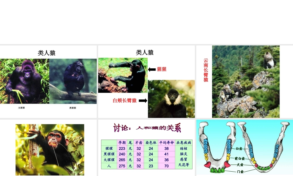 八年级生物下册 第21章 第3节 人类的起源与进化课件2 北师大版-北师大版初中八年级下册生物课件