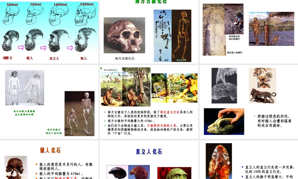 八年级生物下册 第21章 第3节 人类的起源与进化课件2 北师大版-北师大版初中八年级下册生物课件