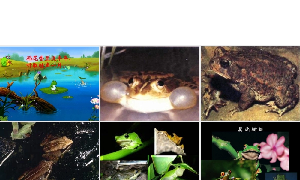 八年级生物下册 第21章 第4节 两栖类的生殖与发育课件 （新版）苏教版