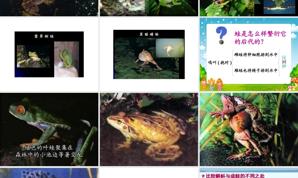 八年级生物下册 第21章 第4节 两栖类的生殖与发育课件 （新版）苏教版