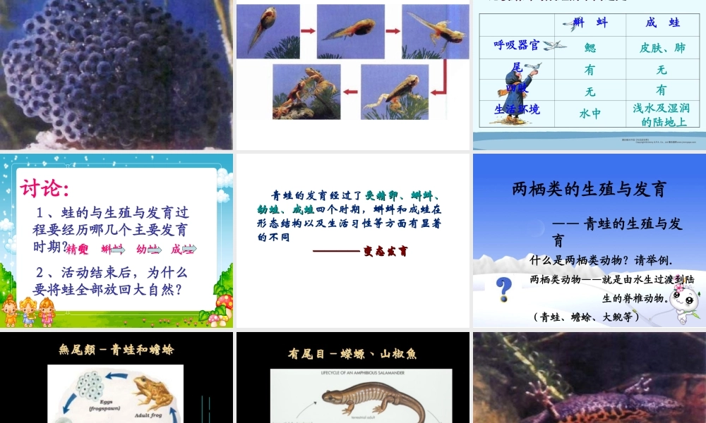 八年级生物下册 第21章 第4节 两栖类的生殖与发育课件 （新版）苏教版