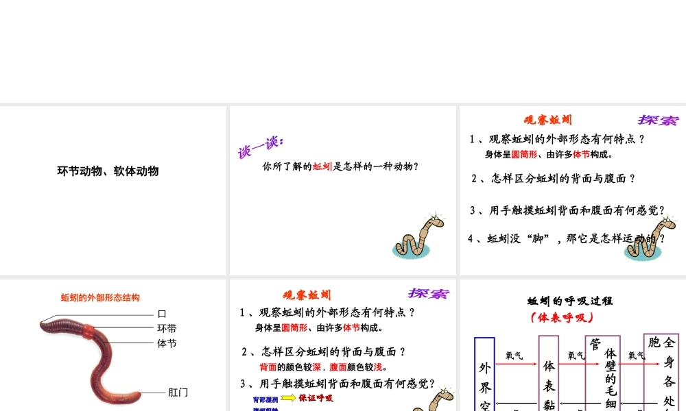 八年级生物下册 第4章 生物的类群 4.2 动物-环节动物、软体动物课件 沪教版-沪教级下册生物课件
