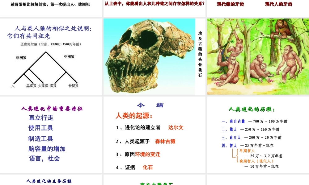 八年级生物下册 第21章 第3节 人类的起源与进化课件2 北师大版-北师大级下册生物课件