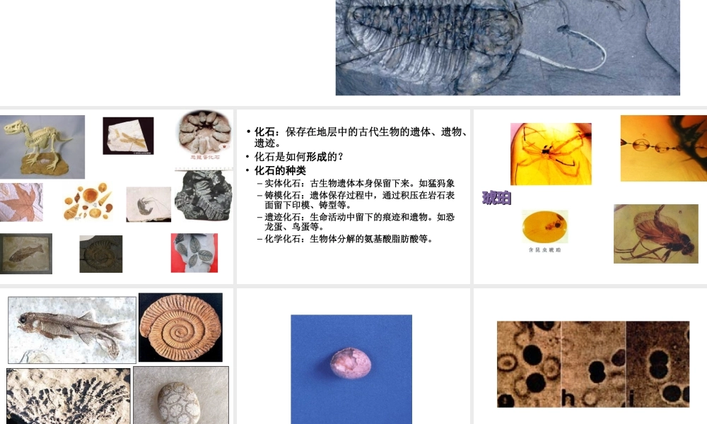 八年级生物下册 第21章 第二节 生物的进化课件2 （新版）北师大版