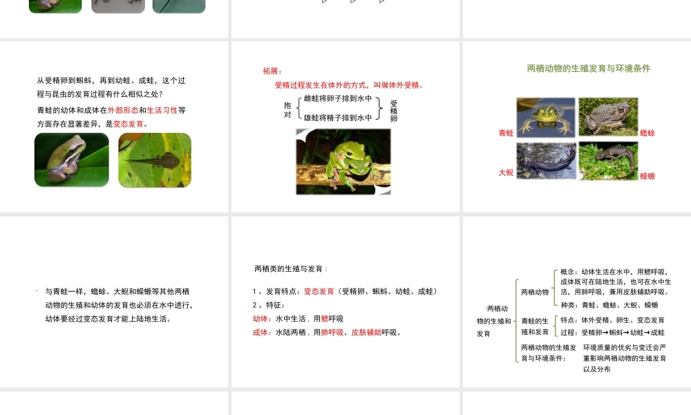 八年级生物下册 7.1.3 两栖动物的生殖和发育教学课件 （新版）新人教版-（新版）新人教级下册生物课件