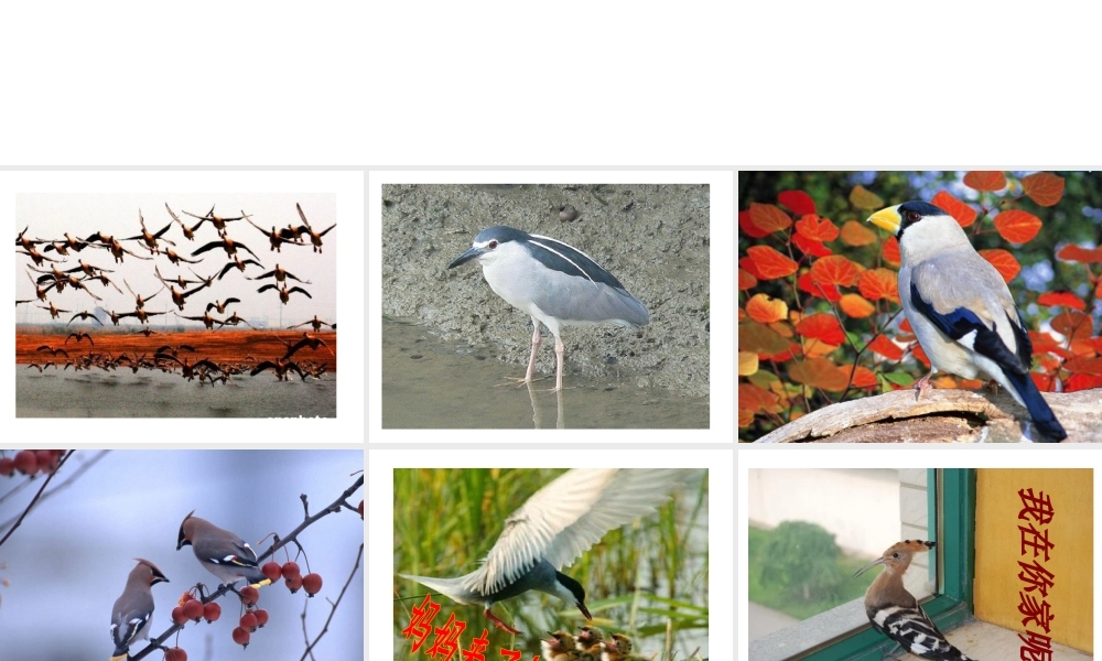 八年级生物下册 第4章 生物的类群 4.2 动物-鸟类课件 沪教版-沪教级下册生物课件