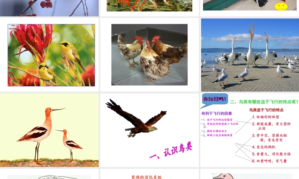 八年级生物下册 第4章 生物的类群 4.2 动物-鸟类课件 沪教版-沪教级下册生物课件