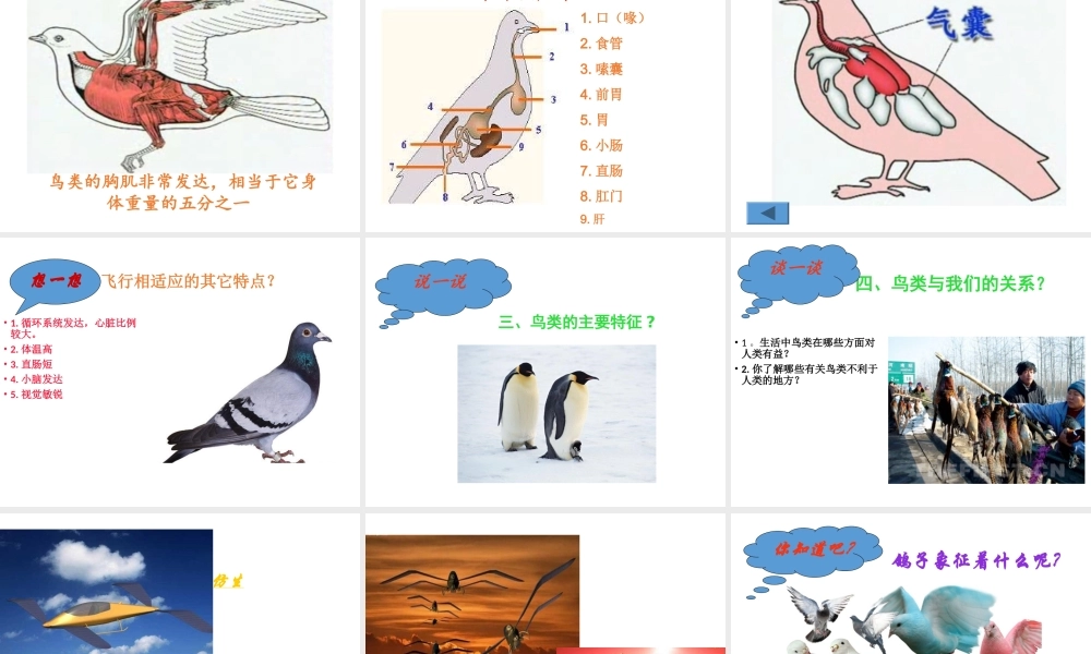 八年级生物下册 第4章 生物的类群 4.2 动物-鸟类课件 沪教版-沪教级下册生物课件