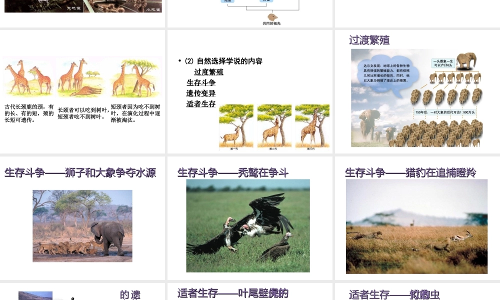 八年级生物下册 第21章 第二节 生物的进化课件3 （新版）北师大版