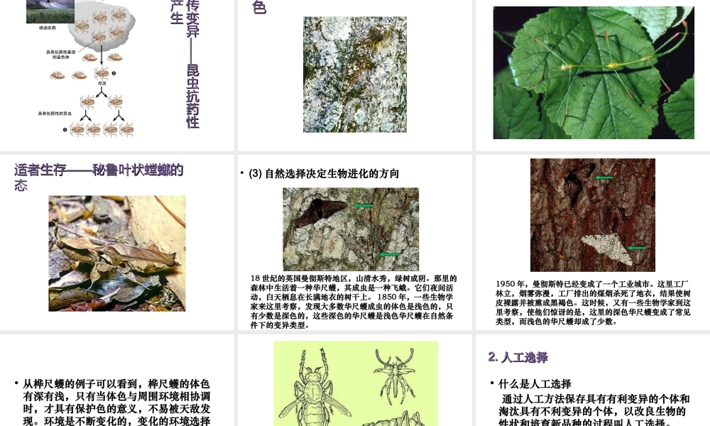 八年级生物下册 第21章 第二节 生物的进化课件3 （新版）北师大版
