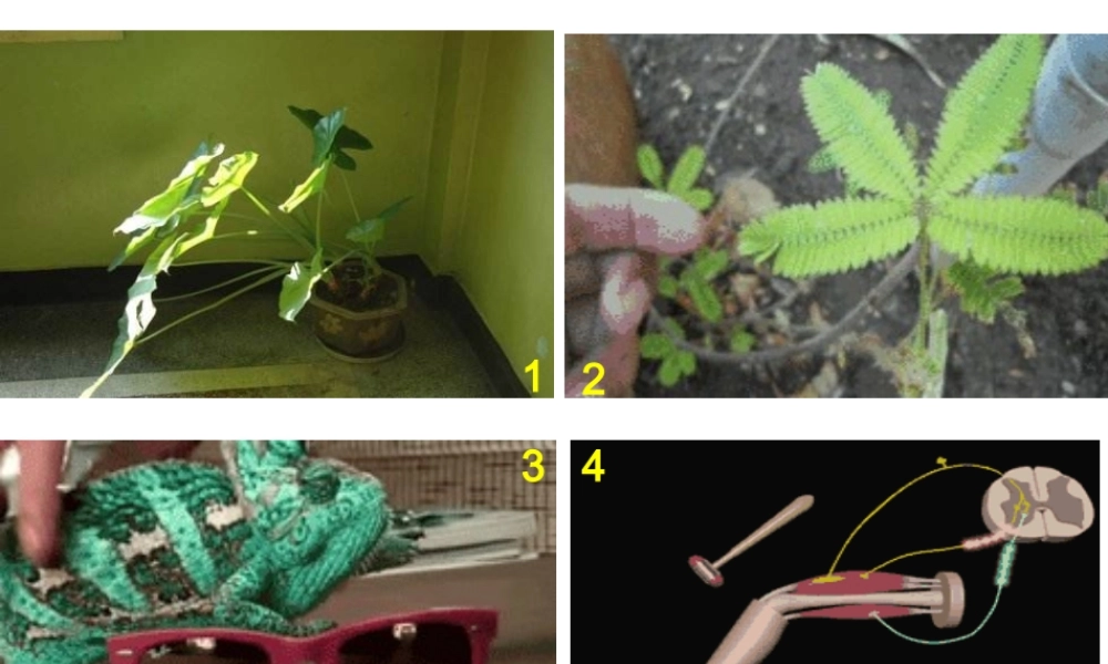 八年级生物下册 第4章 生物的类群 4.2 动物—探究水蚤对光照强度的反应（实验）课件 沪教版-沪教版初中八年级下册生物课件