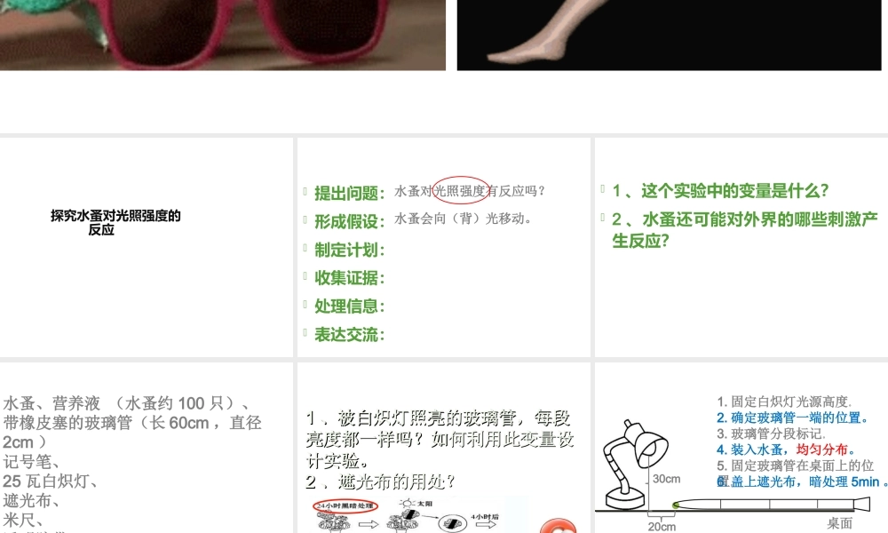 八年级生物下册 第4章 生物的类群 4.2 动物—探究水蚤对光照强度的反应（实验）课件 沪教版-沪教版初中八年级下册生物课件