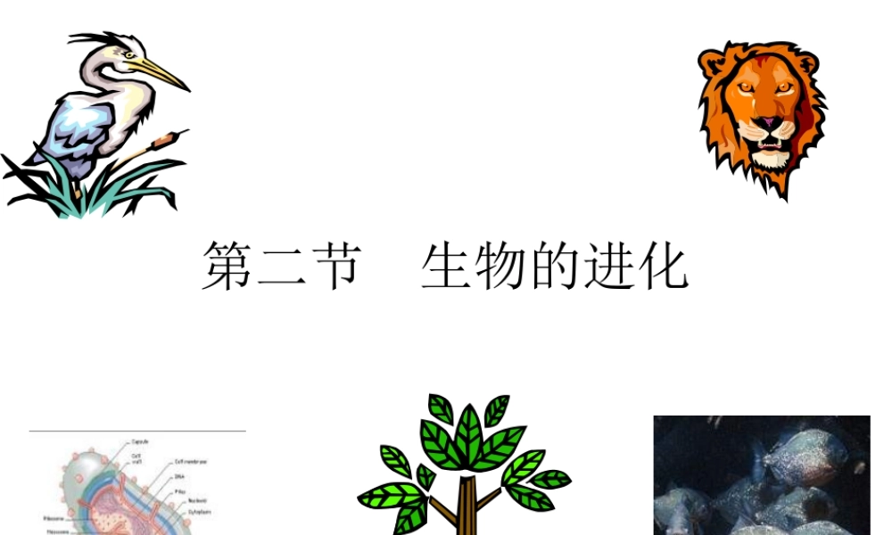 八年级生物下册 第21章 第二节 生物的进化课件4 （新版）北师大版