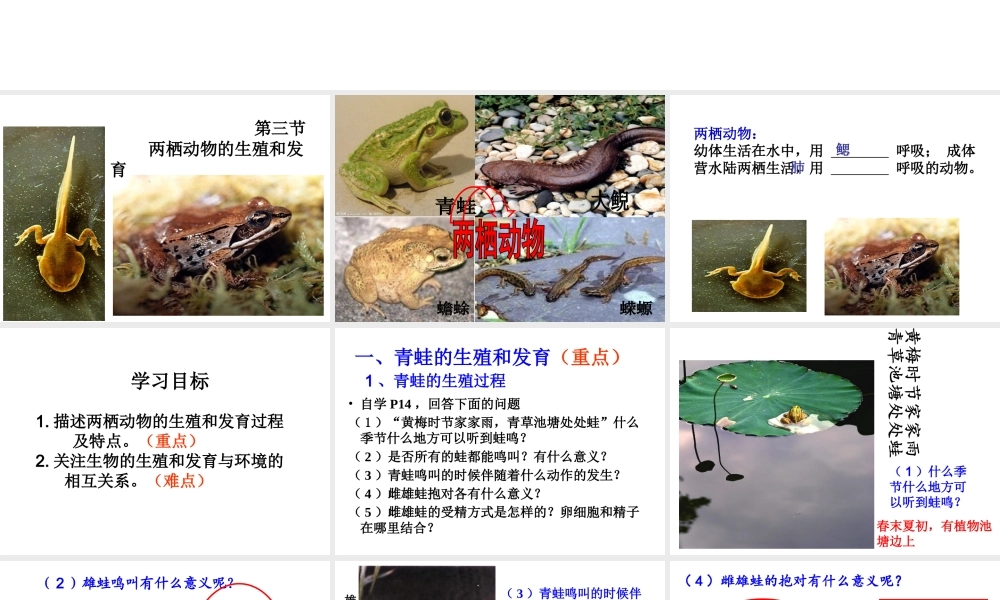 八年级生物下册 7.1.3 两栖动物的生殖和发育课件 （新版）新人教版-（新版）新人教级下册生物课件