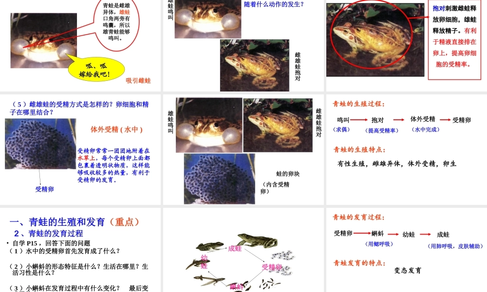 八年级生物下册 7.1.3 两栖动物的生殖和发育课件 （新版）新人教版-（新版）新人教级下册生物课件