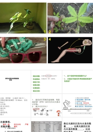 八年级生物下册 第4章 生物的类群 4.2 动物-探究水蚤对光照强度的反应（实验）课件 沪教版-沪教级下册生物课件