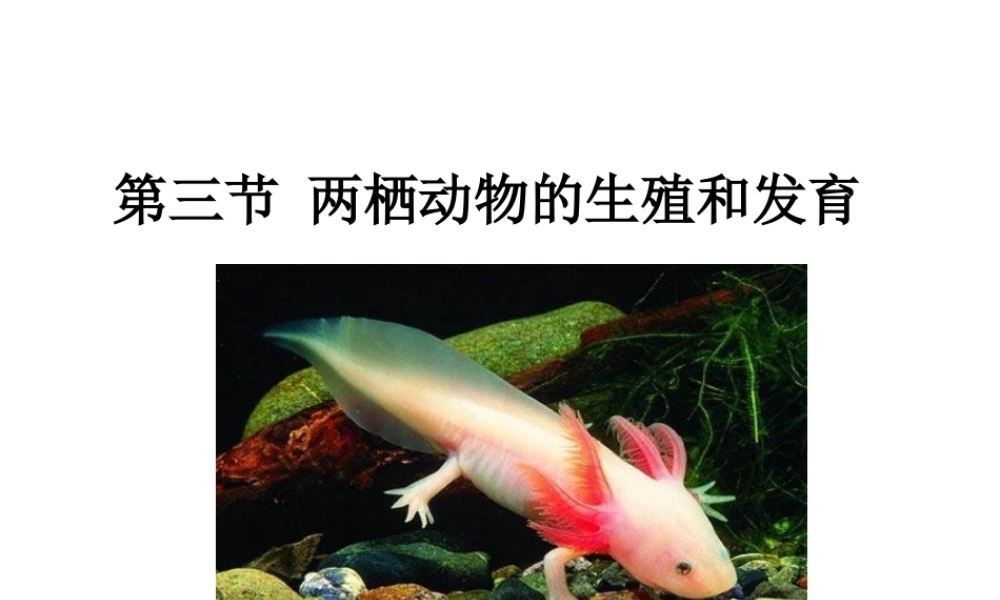 八年级生物下册 7.1.3 两栖动物的生殖和发育课件 新人教版-新人教版初中八年级下册生物课件
