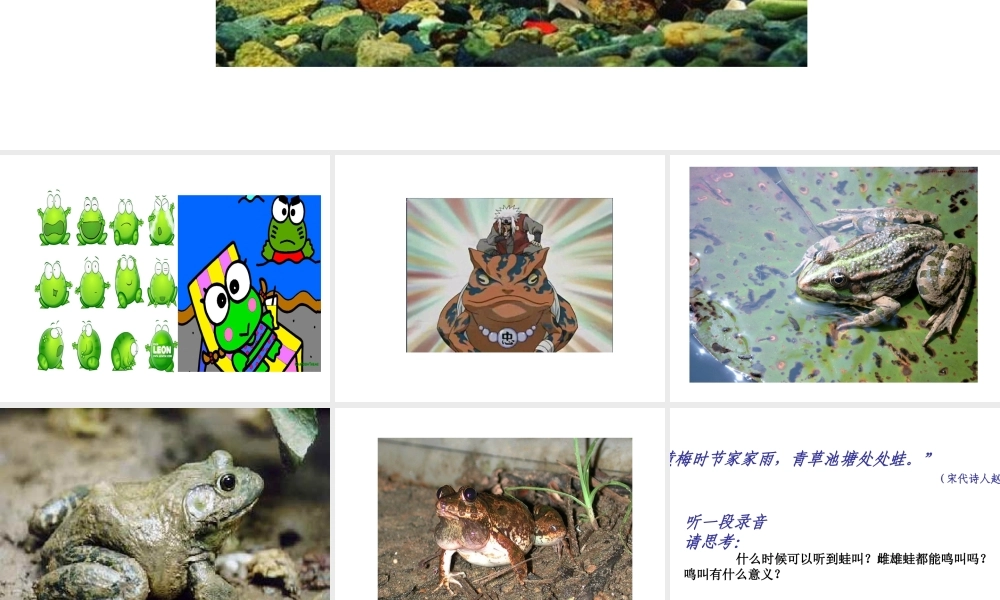 八年级生物下册 7.1.3 两栖动物的生殖和发育课件 新人教版-新人教版初中八年级下册生物课件