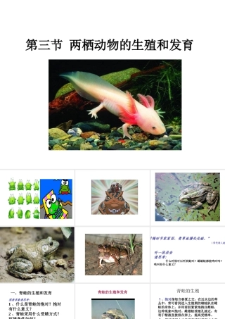八年级生物下册 7.1.3 两栖动物的生殖和发育课件 新人教版-新人教版初中八年级下册生物课件