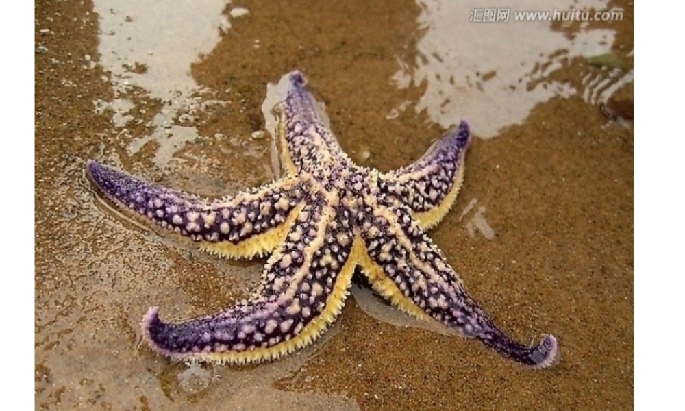 八年级生物下册 第4章 生物的类群 4.2 动物—鱼类课件 沪教版-沪教版初中八年级下册生物课件