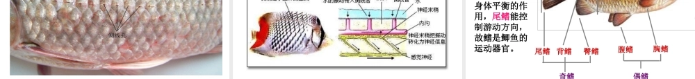 八年级生物下册 第4章 生物的类群 4.2 动物—鱼类课件 沪教版-沪教版初中八年级下册生物课件