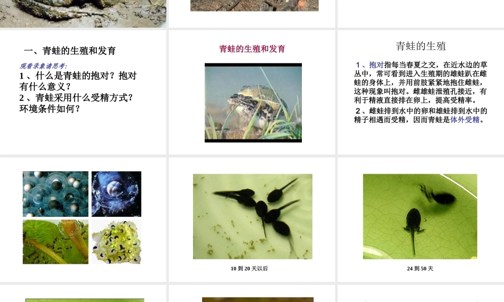 八年级生物下册 7.1.3 两栖动物的生殖和发育课件 新人教版-新人教级下册生物课件